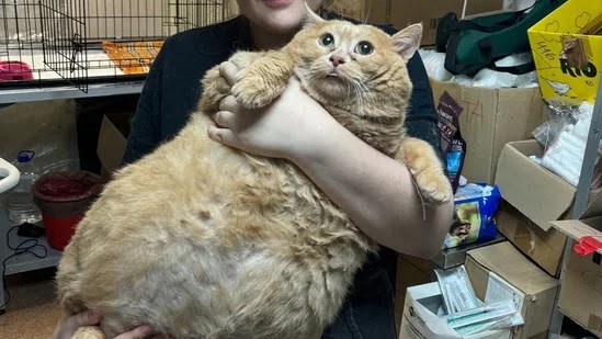 A monster cat measuring 17 kg was discovered in Russia. He was fed whiskey, crackers and pork.